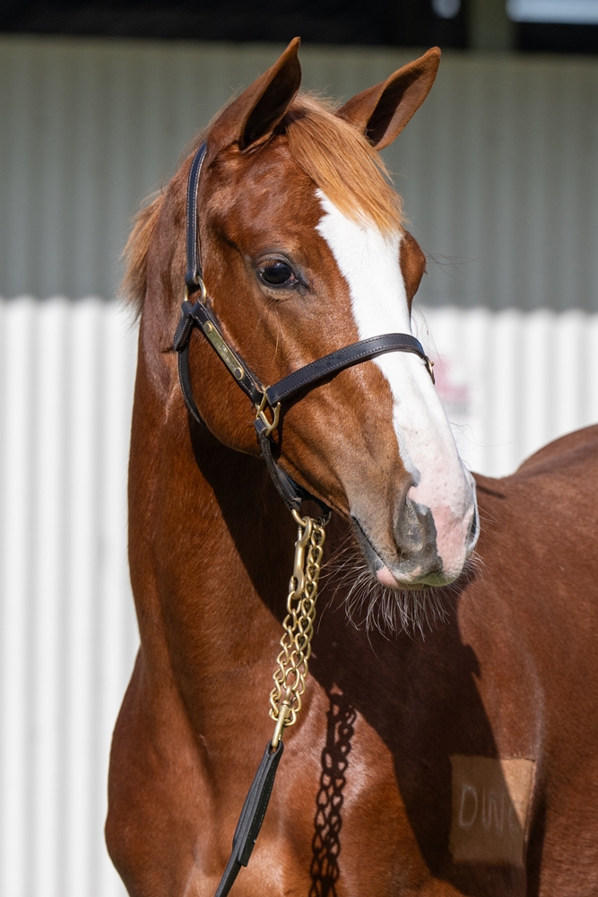 Justify (USA) / Laugh a Little (AUS) 2024 Filly - Image 2