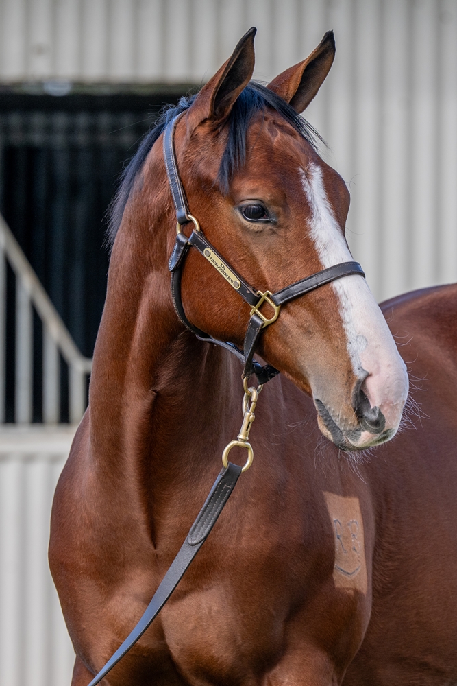 Stay Inside (AUS) / Prize Draw (AUS) 2024 Colt - Image 2