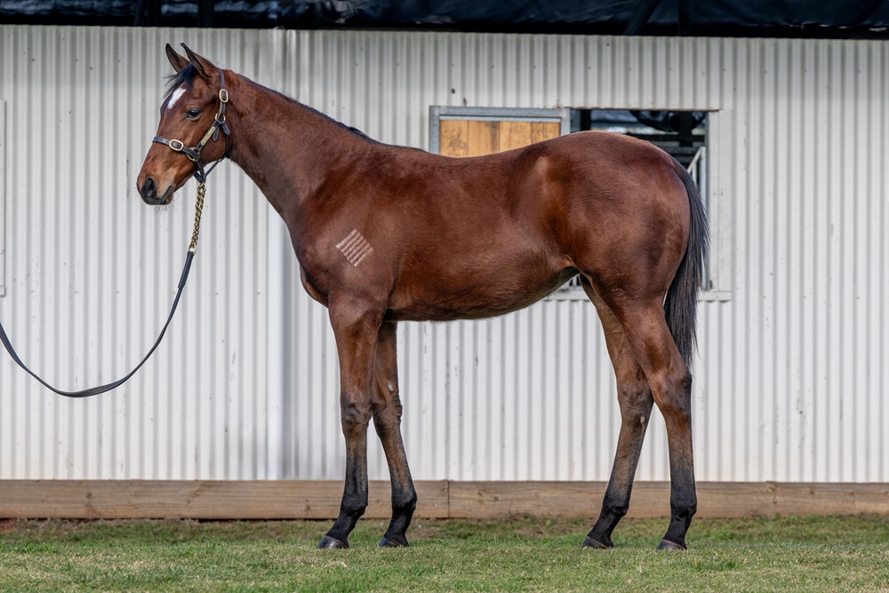 Acrobat (AUS) / Bring Me the Maid (AUS) 2024 Filly - Image 1