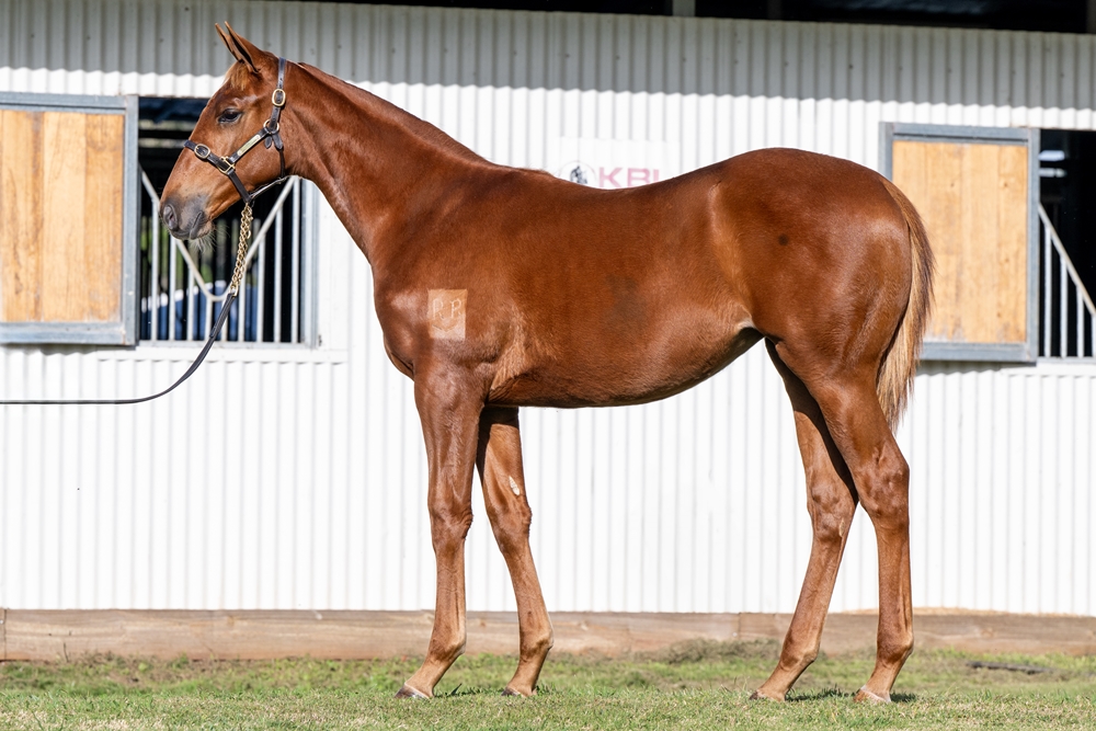 Tiger of Malay (AUS) / Amarela (NZ) 2024 Filly - Image 1
