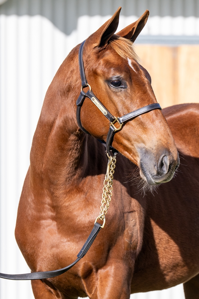 Tiger of Malay (AUS) / Amarela (NZ) 2024 Filly - Image 2