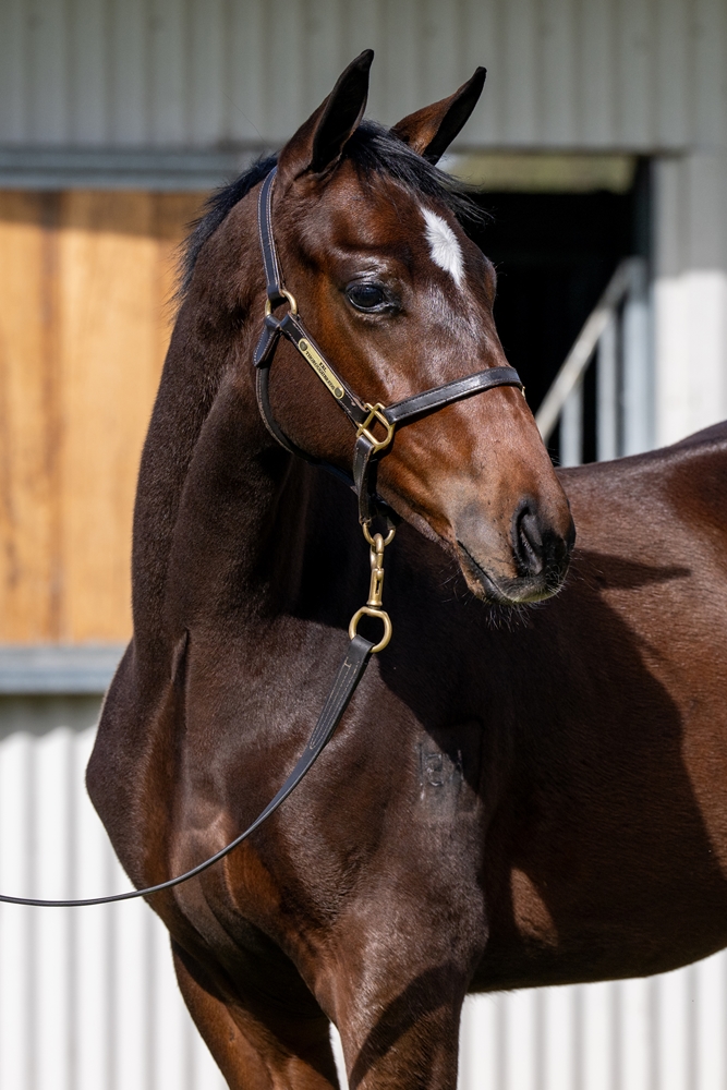 Wild Ruler (AUS) / Breannon (AUS) 2024 Colt - Image 2
