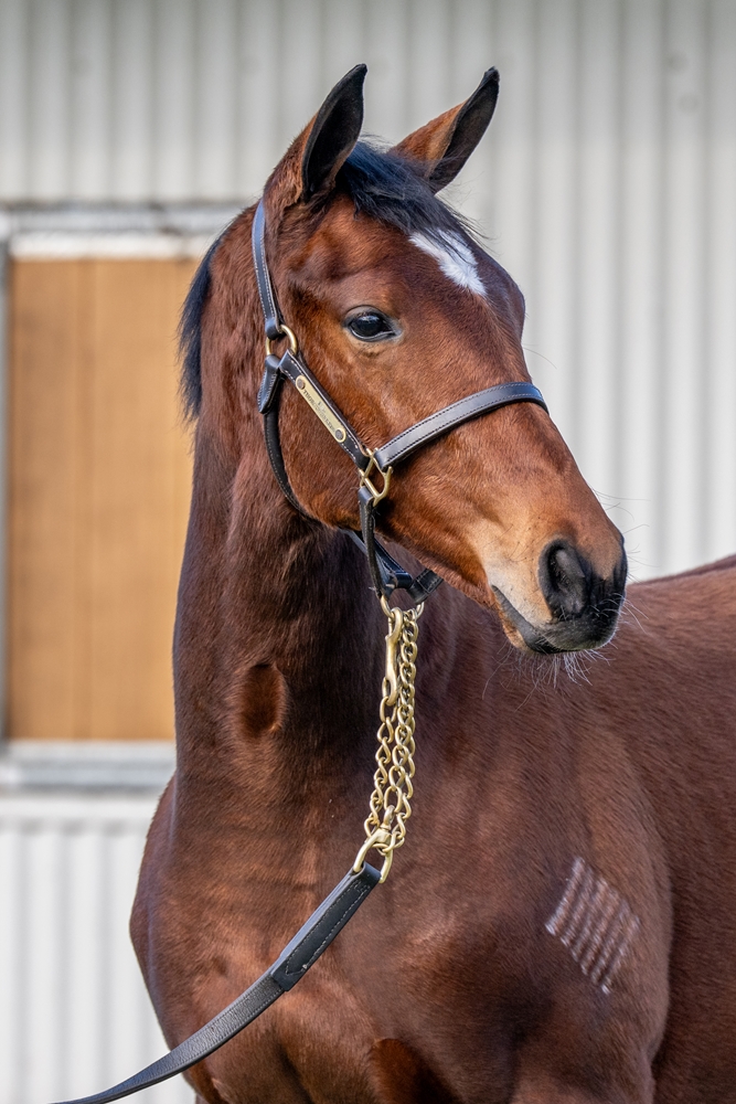 Acrobat (AUS) / Bring Me the Maid (AUS) 2024 Filly - Image 2