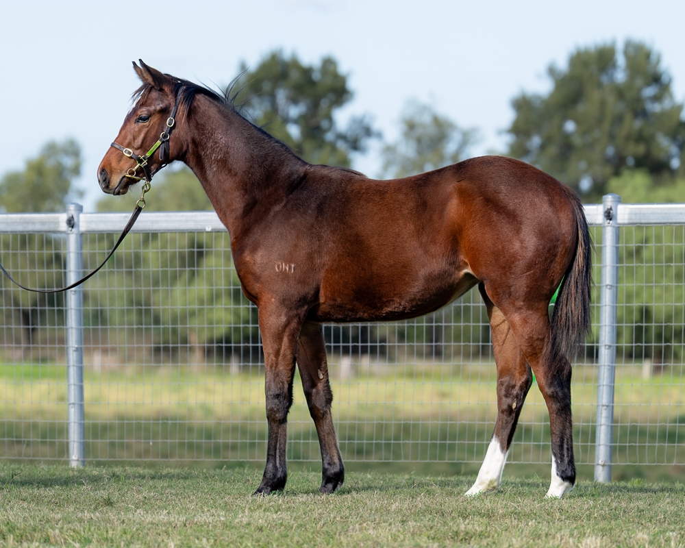 Prague (AUS) / Filly of Steel (AUS) 2024 Filly - Image 1