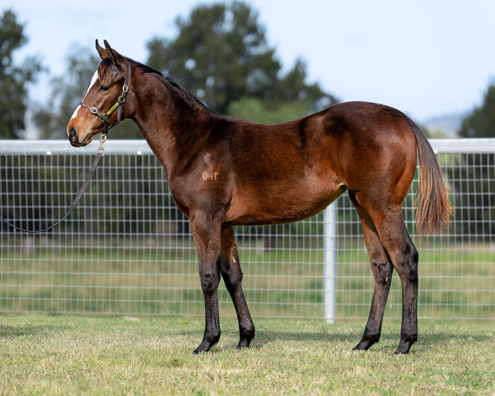 Exceedance (AUS) / Midnight Dancer (AUS) 2024 Filly - Image 1