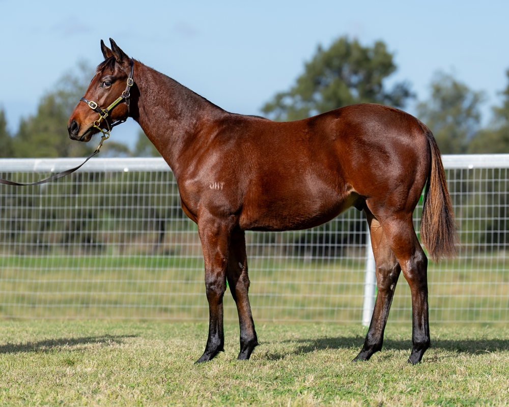 Shalaa (IRE) / Miss Belief (AUS) 2024 Colt - Image 1