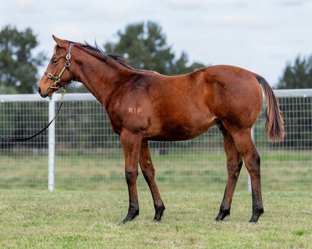 Farnan (AUS) / Sixtyfourth Street (AUS) 2024 Colt - Image 1