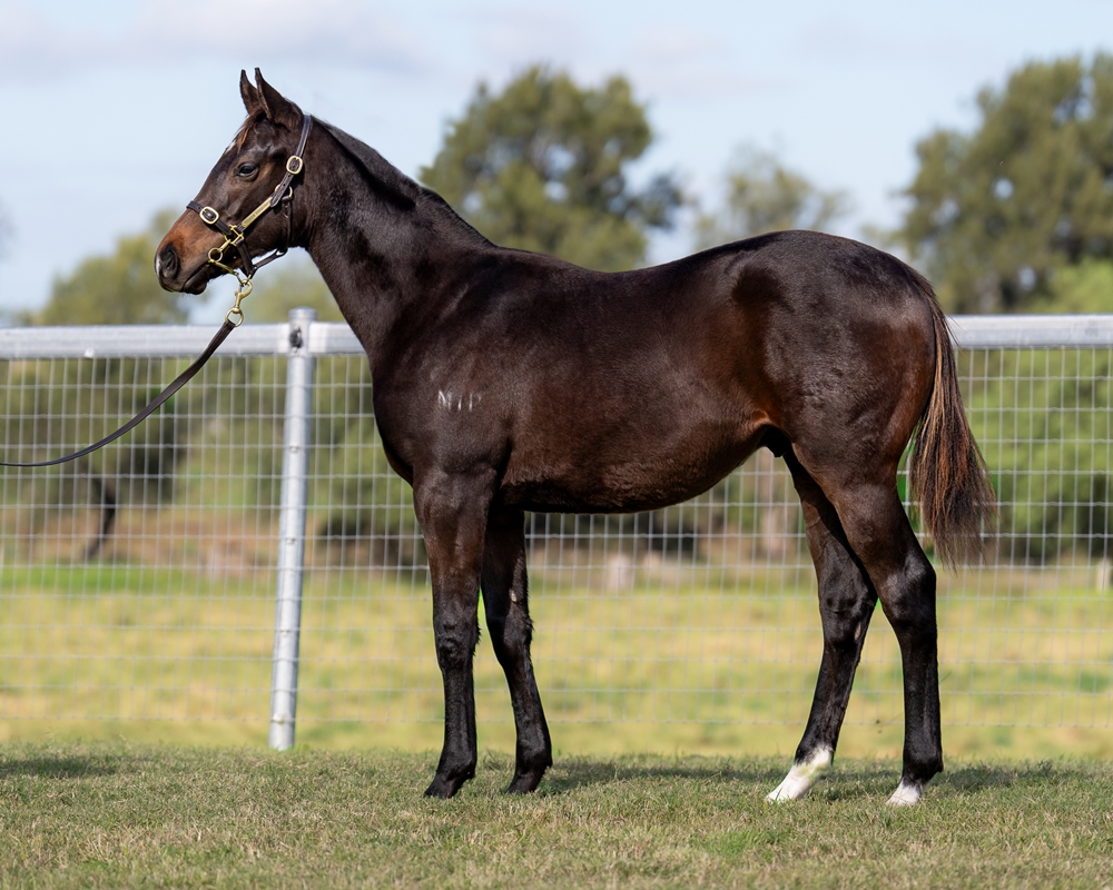 Zoustar (AUS) / Thai Noon (IRE) 2024 Colt - Image 1