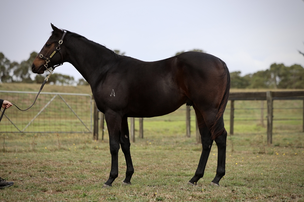 Harry Angel (IRE) / Turnstiles (NZ) 2023 Colt - Image 1