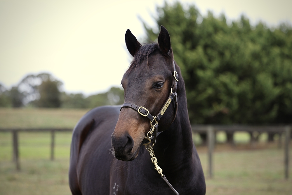 Harry Angel (IRE) / Turnstiles (NZ) 2023 Colt - Image 2