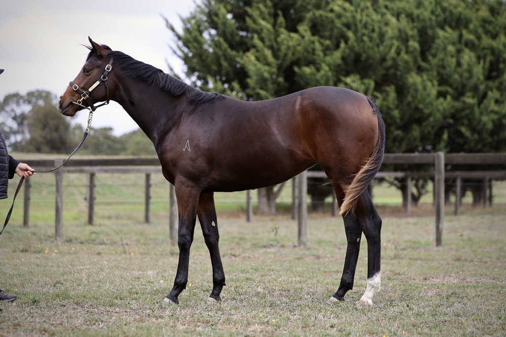 Russian Revolution (AUS) / Bidding (AUS) 2023 Filly - Image 1