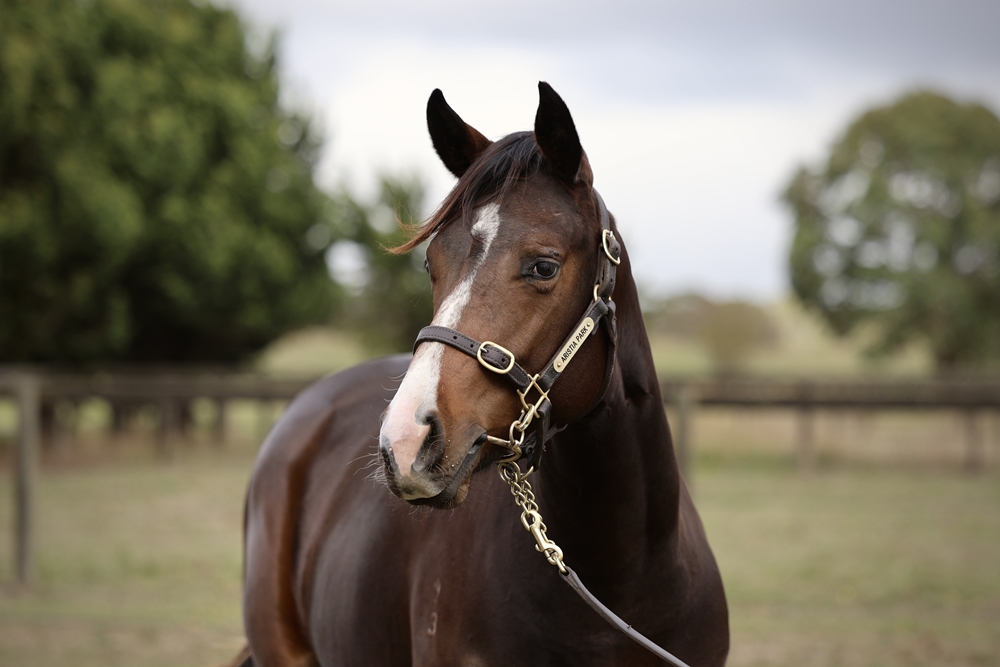 Russian Revolution (AUS) / Bidding (AUS) 2023 Filly - Image 2