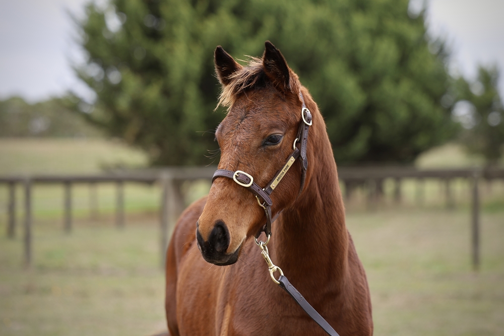 Bivouac (AUS) / Salamanders (AUS) 2024 Colt - Image 2