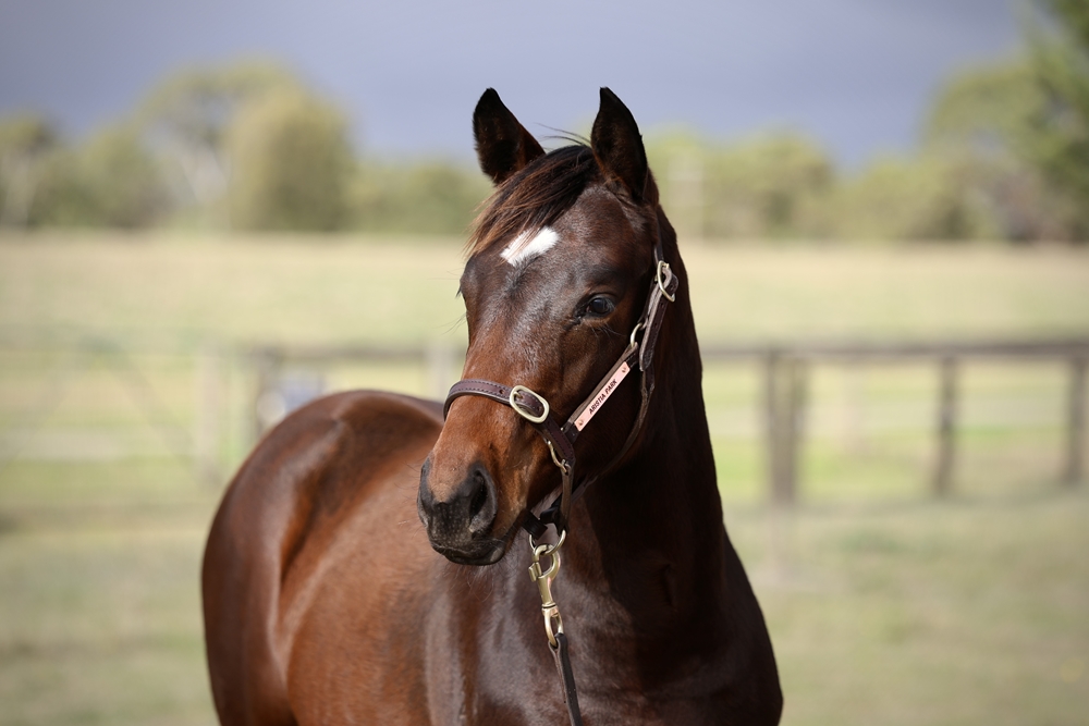 Russian Revolution (AUS) / Alsephina (IRE) 2024 Filly - Image 2