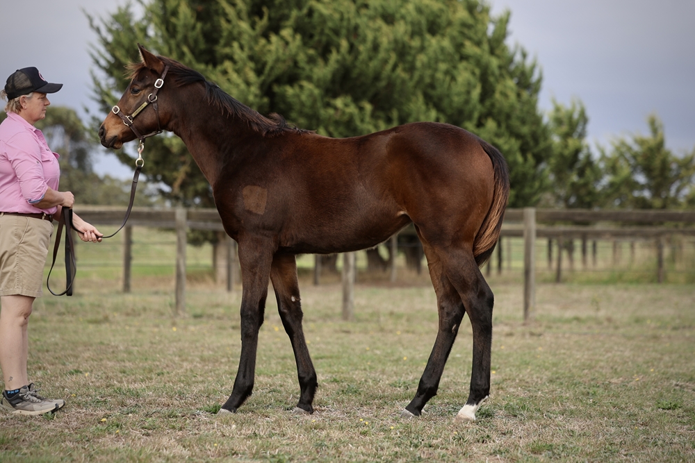 In the Congo (AUS) / Bidding (AUS) 2024 Filly - Image 1
