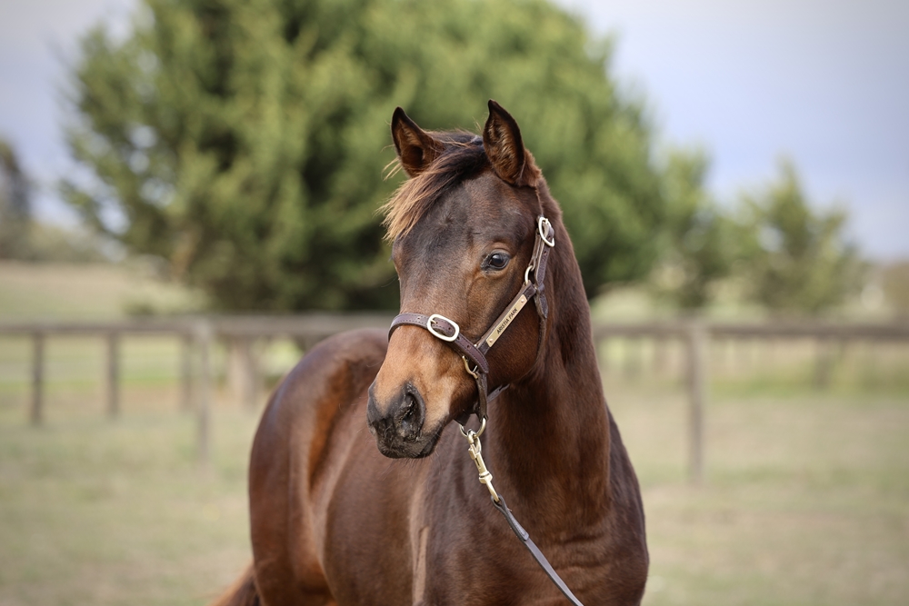In the Congo (AUS) / Bidding (AUS) 2024 Filly - Image 2
