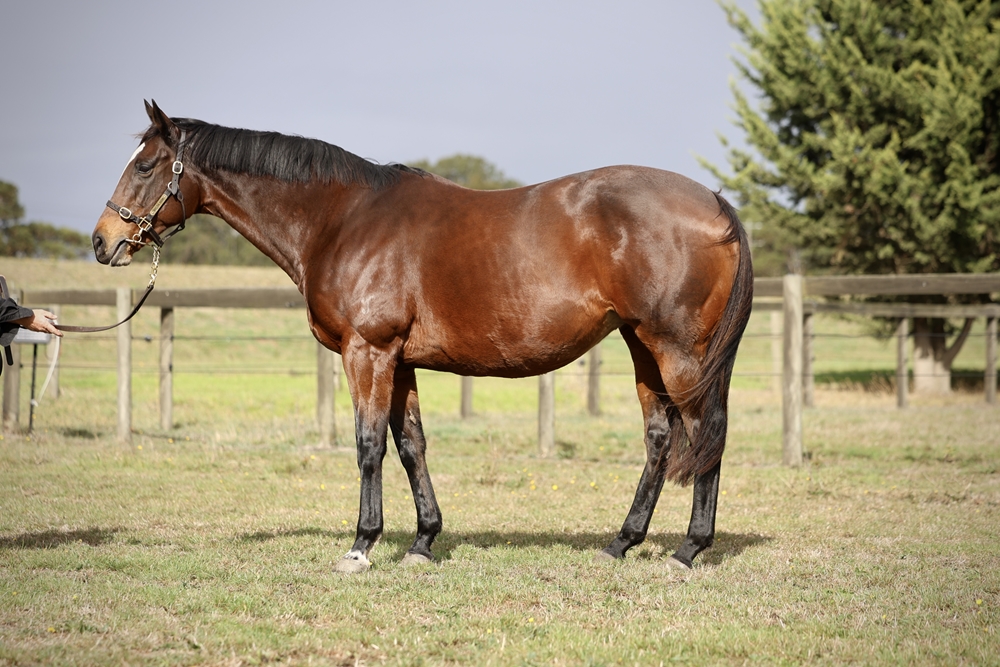 Hell or Highwater (AUS) - Image 1