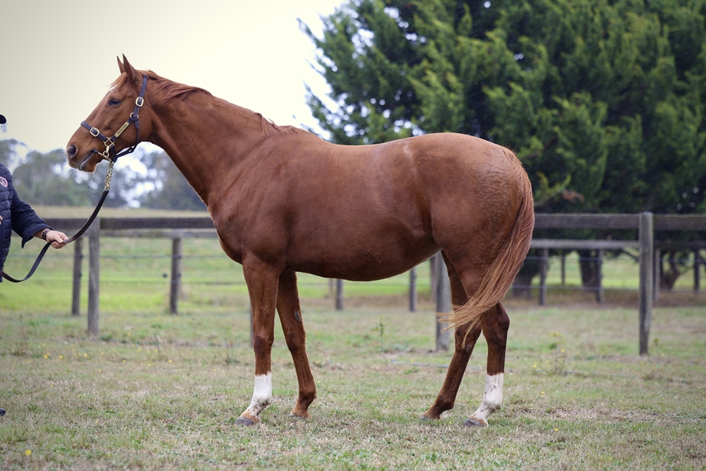 Sing a Rainbow (IRE) - Image 1