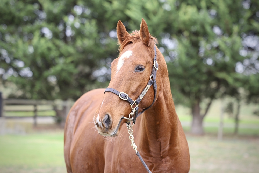 Sing a Rainbow (IRE) - Image 2