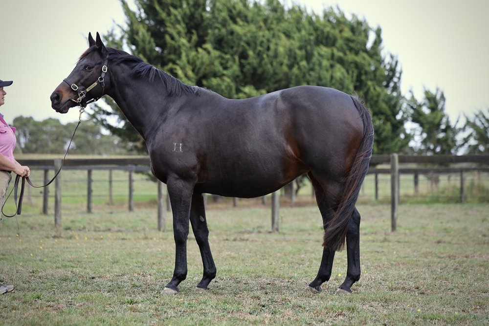 Bold Arial (AUS) - Image 1