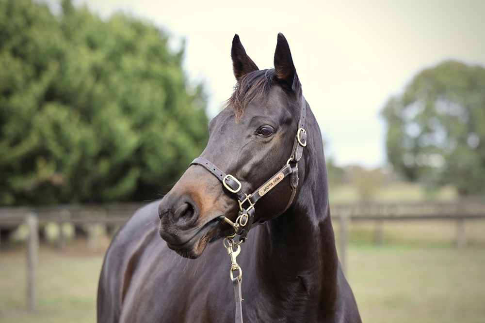 Bold Arial (AUS) - Image 2