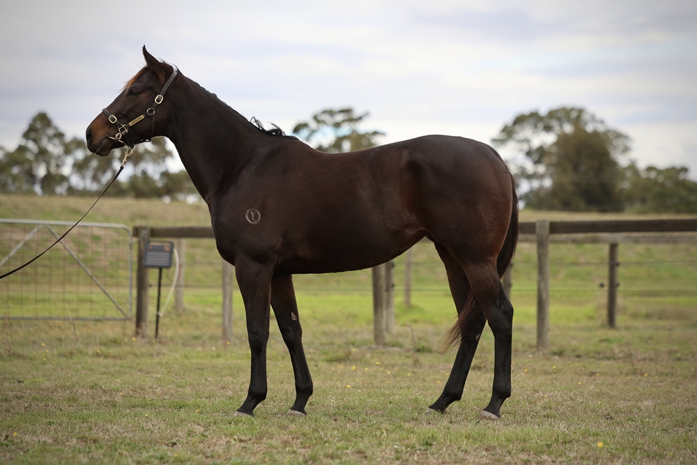 Pharari (AUS) - Image 1