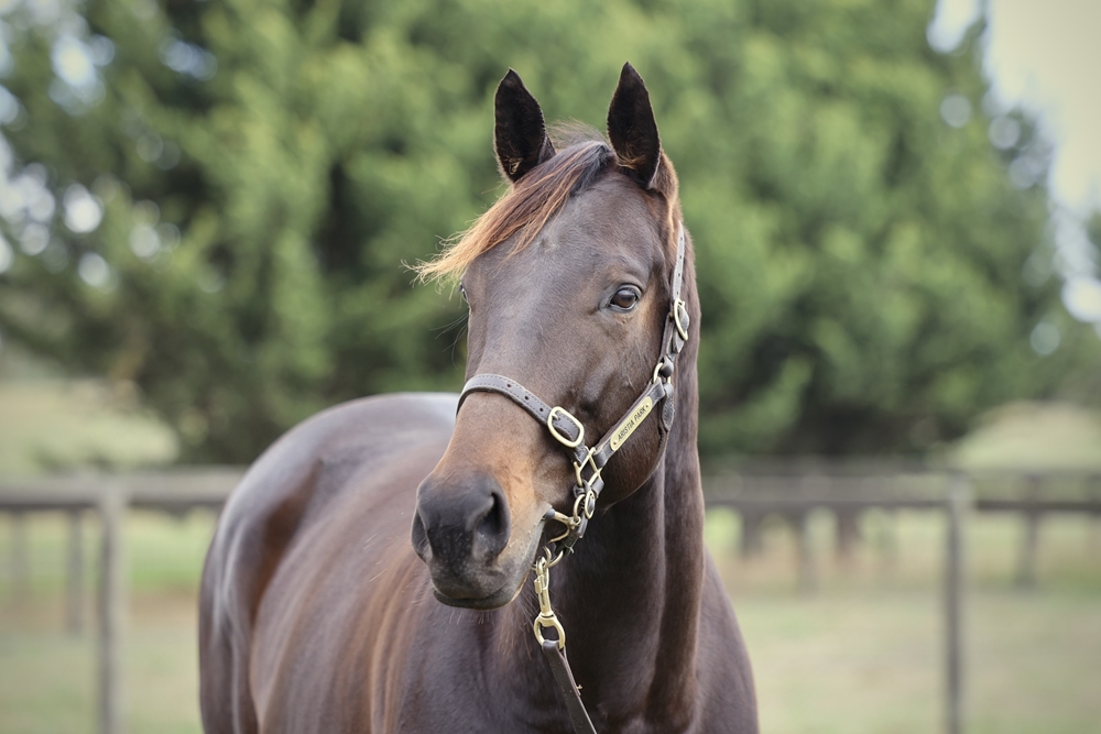 Pharari (AUS) - Image 2