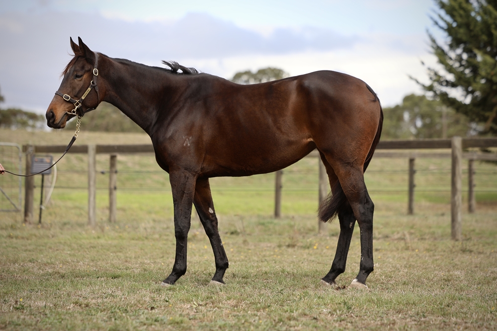 Surprise Valley (AUS) - Image 1