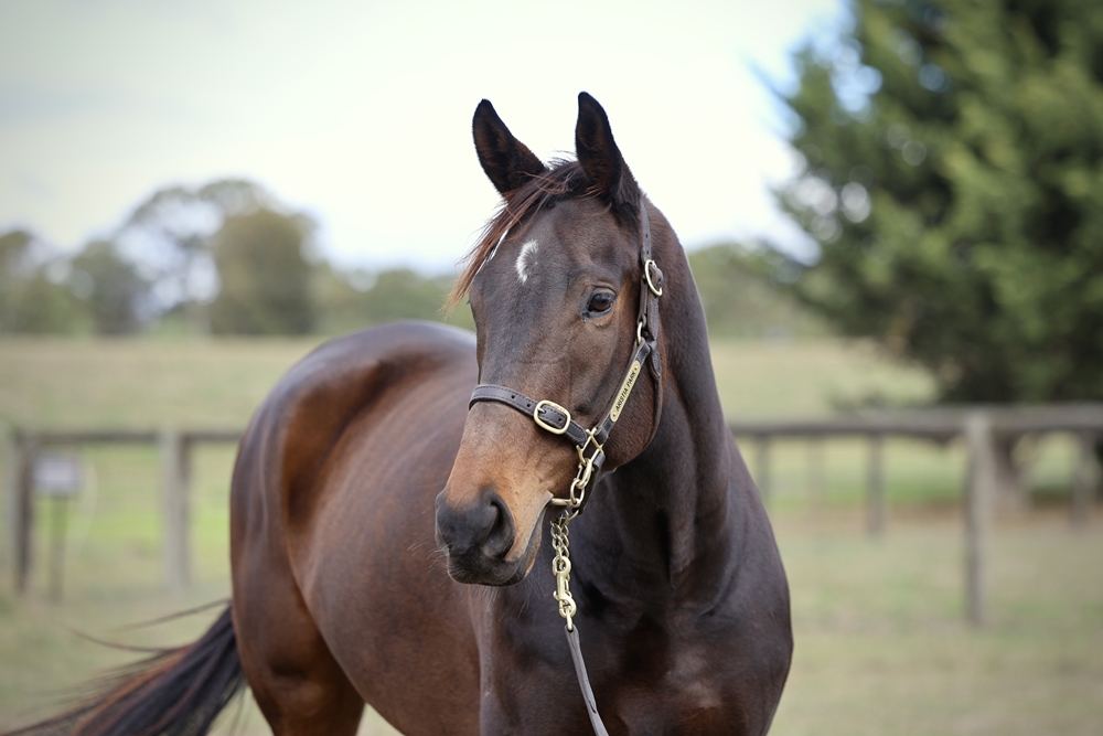 Surprise Valley (AUS) - Image 2