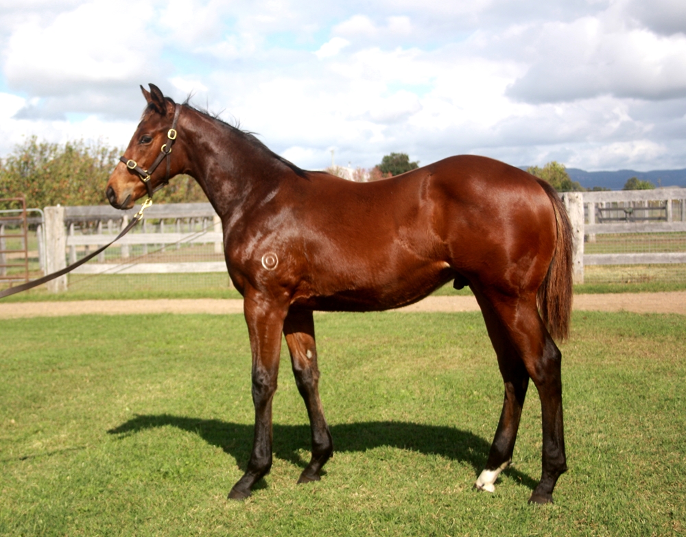 Home Affairs (AUS) / Cash First (AUS) 2024 Colt - Image 1