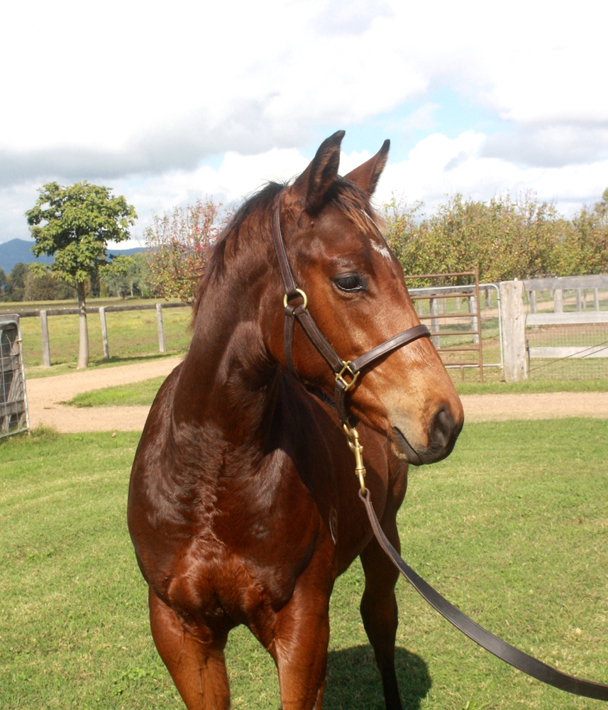 Home Affairs (AUS) / Cash First (AUS) 2024 Colt - Image 2