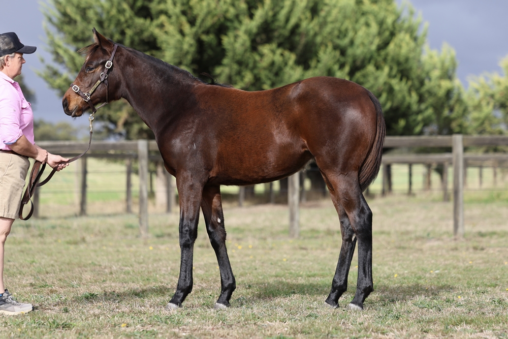 Russian Revolution (AUS) / Alsephina (IRE) 2024 Filly - Image 1