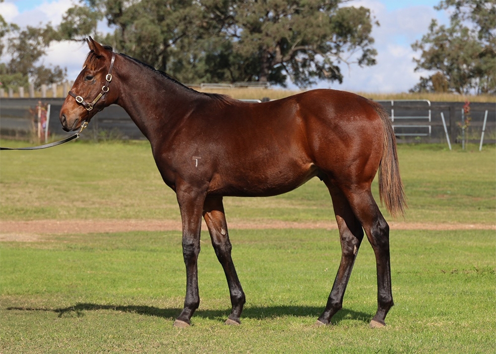 Dubious (AUS) / Cocktail Friday (NZ) 2024 Colt - Image 1