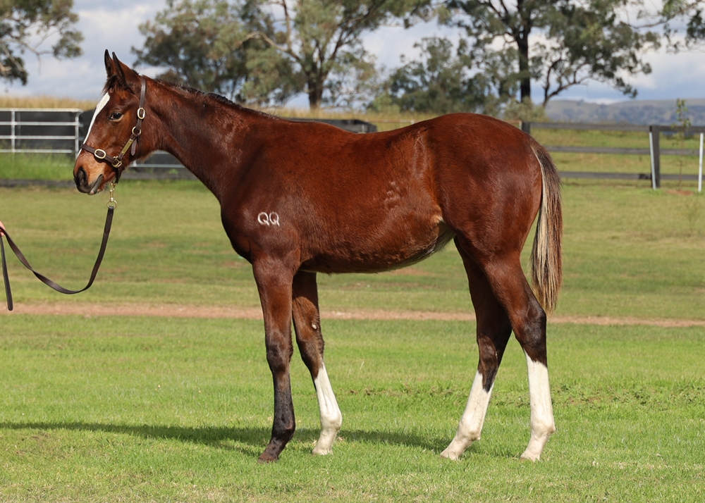 Better Than Ready (AUS) / Rare Fragrance (AUS) 2024 Filly - Image 1