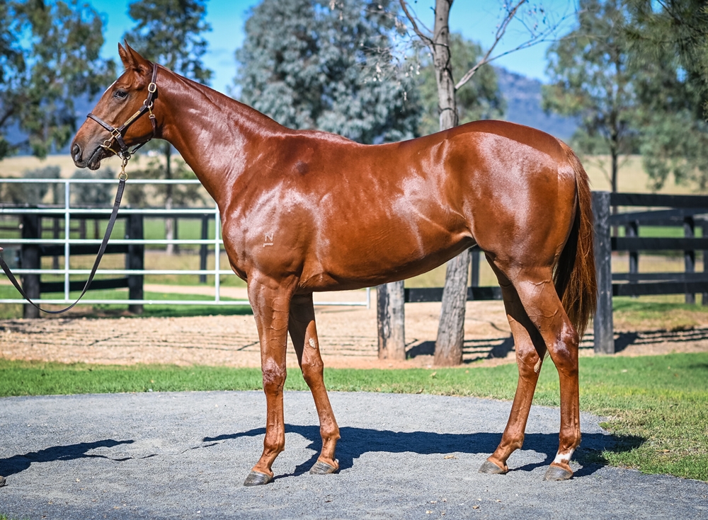 Capital Grenade (AUS) - Image 1