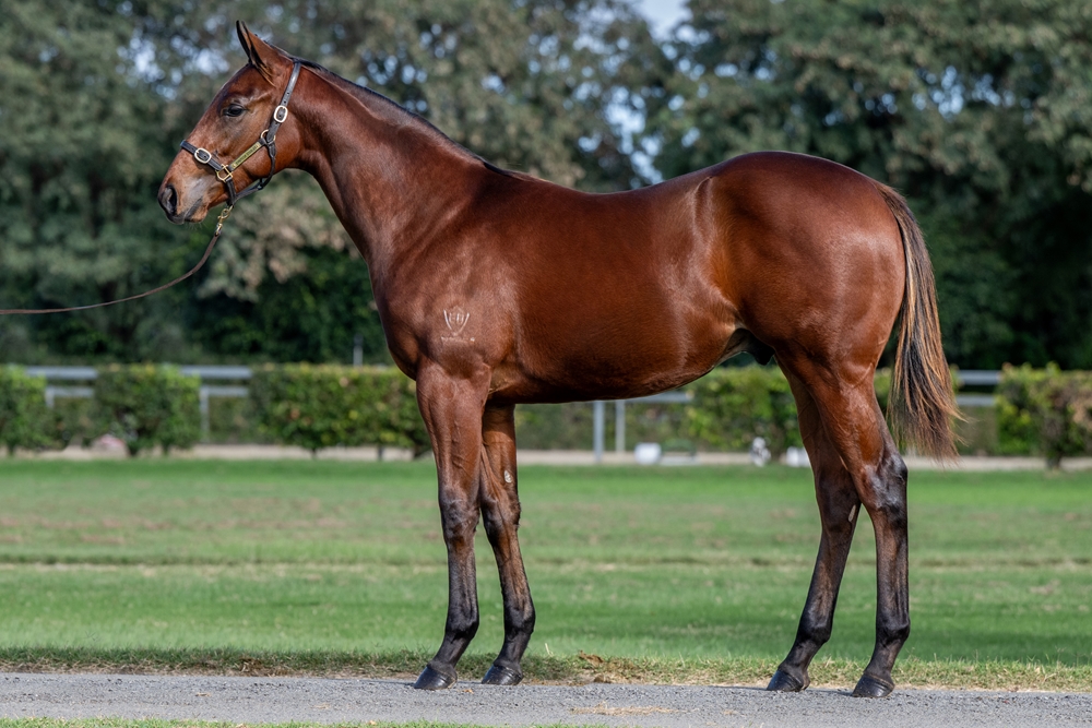 Tassort (AUS) / Royal Rift (AUS) 2024 Colt - Image 1