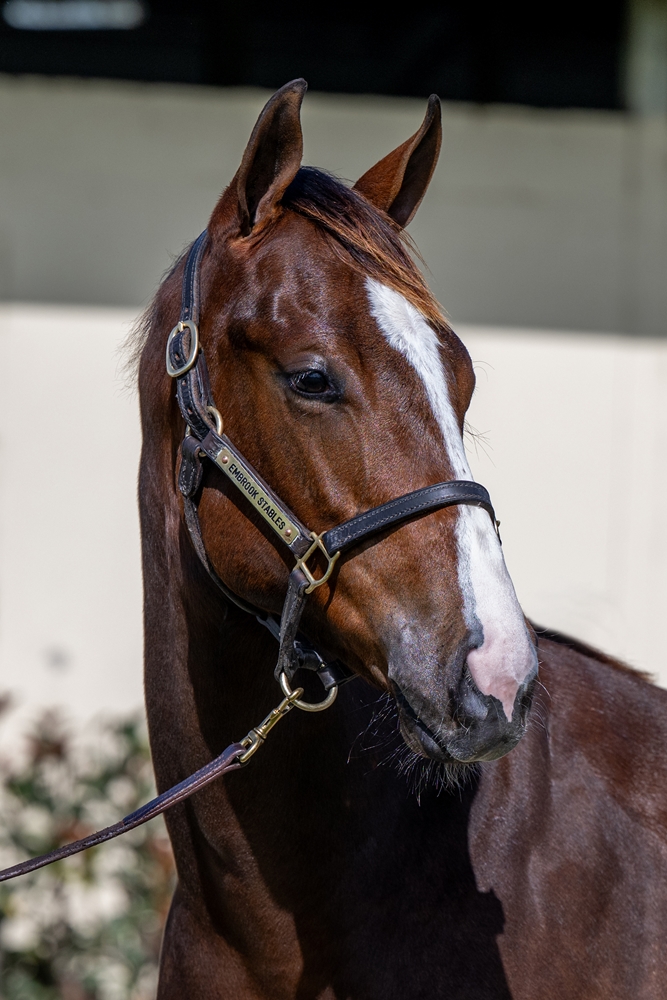Best of Bordeaux (AUS) / Holdin' My Own (AUS) 2024 Colt - Image 2