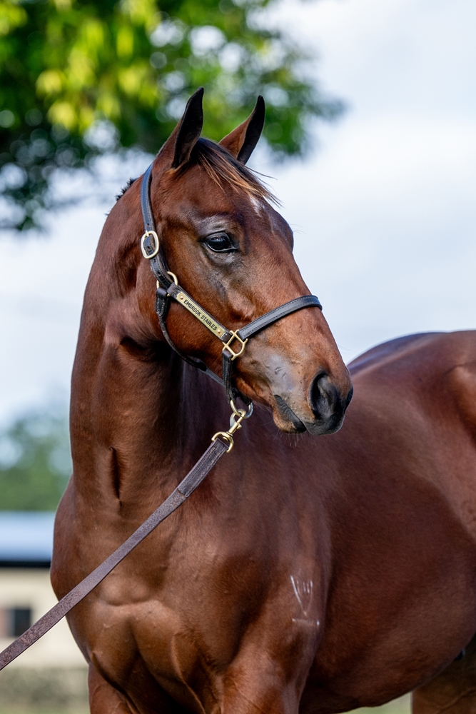 Tassort (AUS) / Royal Rift (AUS) 2024 Colt - Image 2