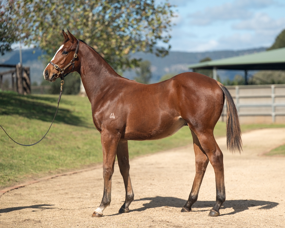 Starspangledbanner (AUS) / Federosa (NZ) 2024 Colt - Image 1