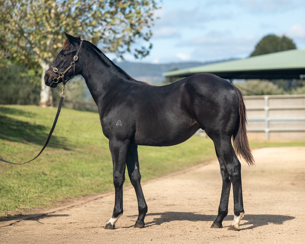 Hellbent (AUS) / Happy Hannah (AUS) 2024 Colt - Image 1