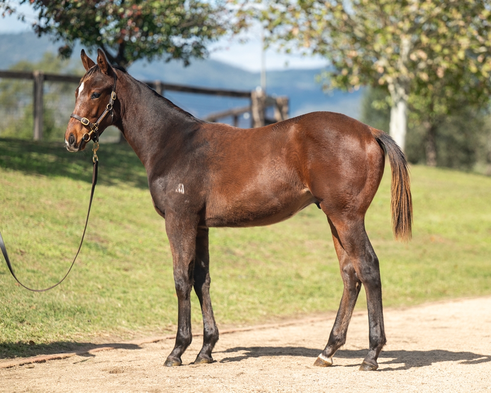 Cosmic Force (AUS) / Jester Jewel (AUS) 2024 Colt - Image 1