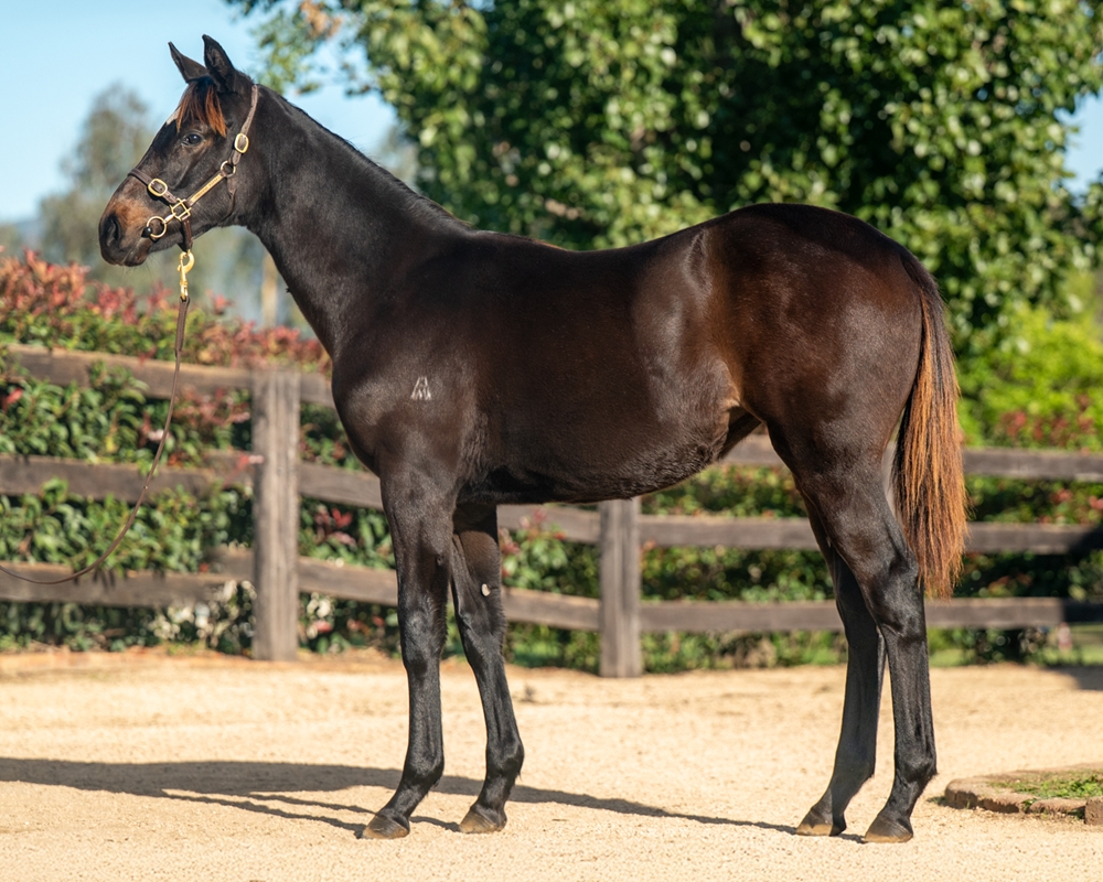 So You Think (NZ) / Lady Blakeney (GB) 2024 Filly - Image 1