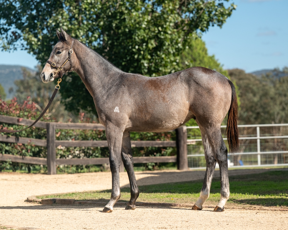 Jacquinot (AUS) / Magic Art (AUS) 2024 Colt - Image 1