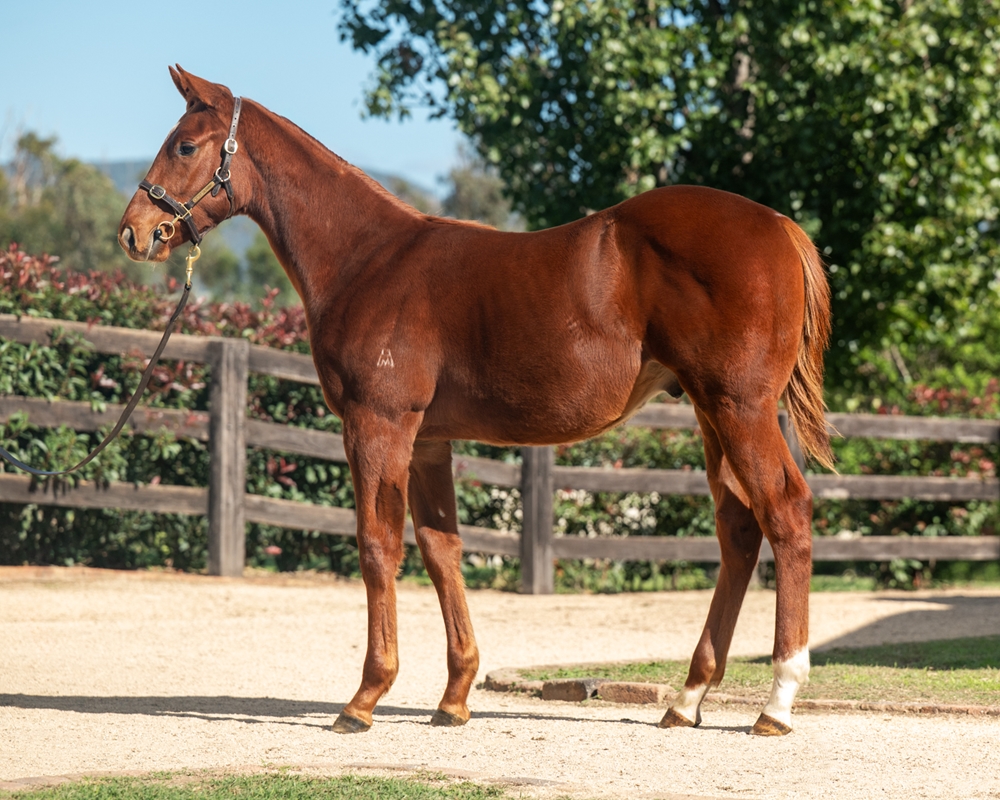 Anamoe (AUS) / Major Wager (AUS) 2024 Colt - Image 1