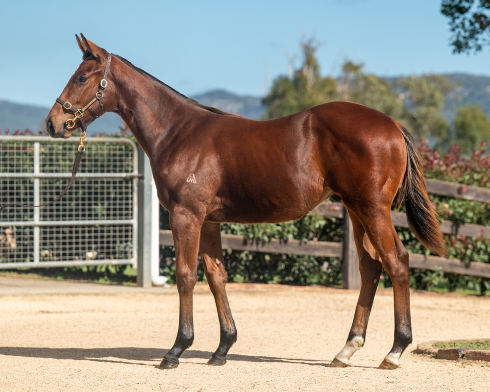 Tiger of Malay (AUS) / Oakfield Tepee (AUS) 2024 Colt - Image 1