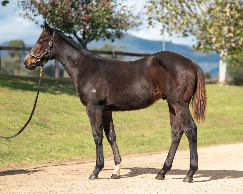 Nicconi (AUS) / Pierone (AUS) 2024 Colt - Image 1