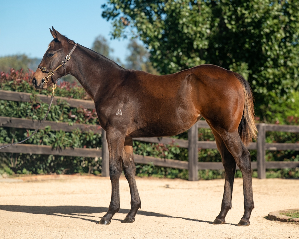 Zousain (AUS) / Red Fez (AUS) 2024 Filly - Image 1