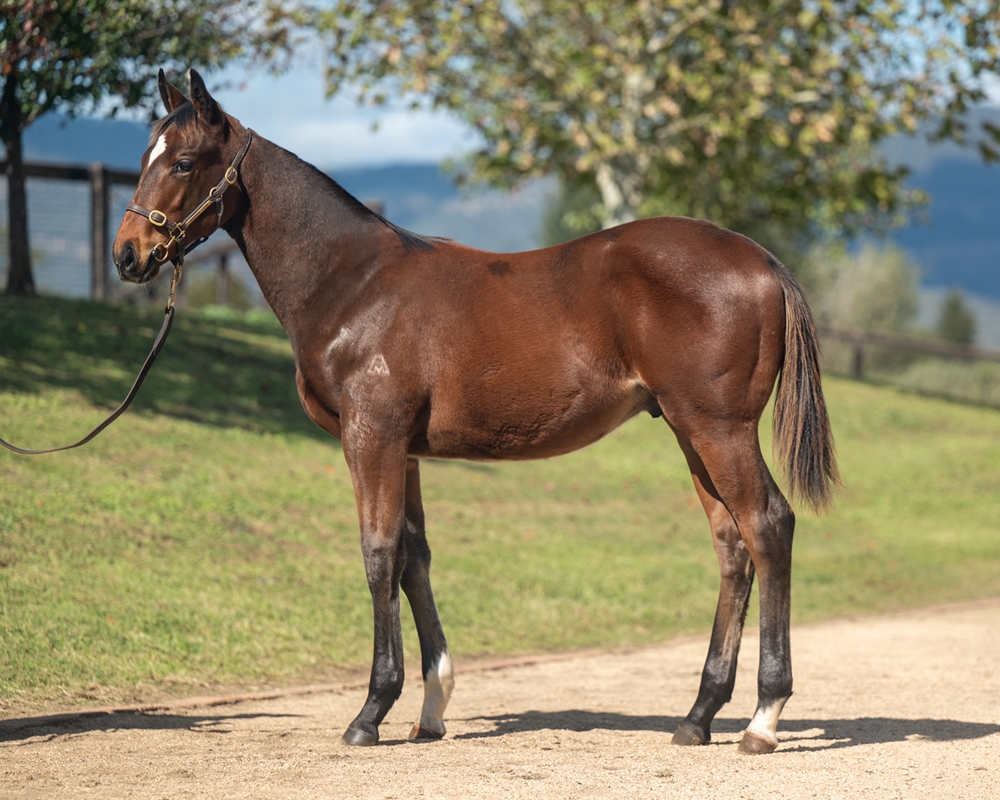 Snitzel (AUS) / Seventhchic (AUS) 2024 Colt - Image 1