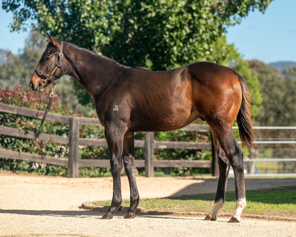 Ole Kirk (AUS) / She Goes to Rio (NZ) 2024 Colt - Image 1