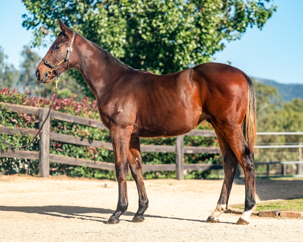 Zousain (AUS) / Swertemo (AUS) 2024 Colt - Image 1